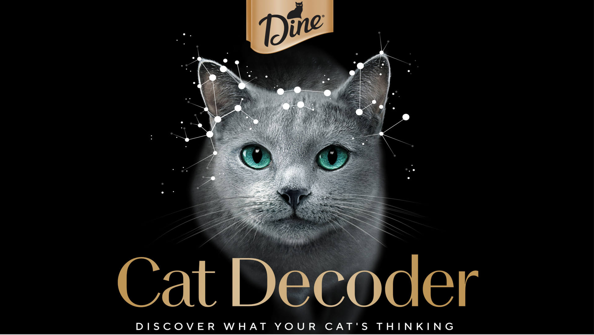A gray cat with green eyes appears under the DINE logo and the words ‘Cat Decoder.’