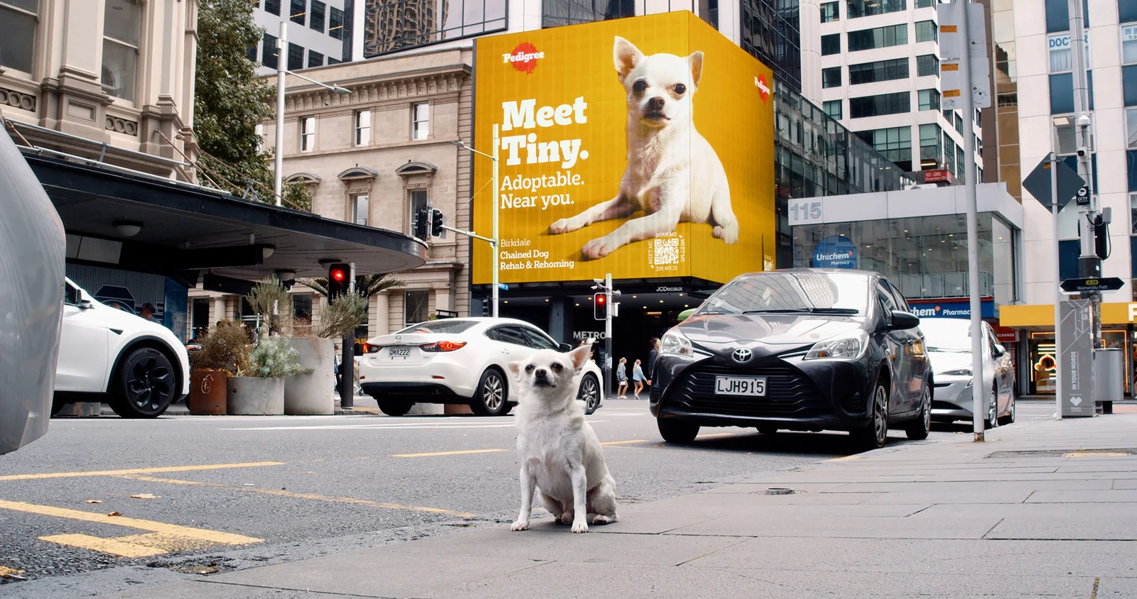 A small white dog sits below a yellow Pedigree billboard featuring the same dog, named Tiny.